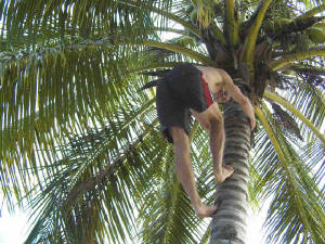 treeclimbing.jpg